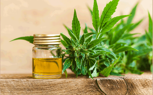 CBD-effects-CBD-plant-CBD-oil-how-long-does-cbd-last